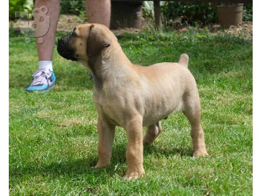 PoulaTo: Boerboel (Μαστίφ Νότιας Αφρικής) κουτάβια