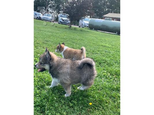Κουτάβια Pomsky προς πώληση