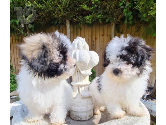 Όμορφα κουτάβια Havanese