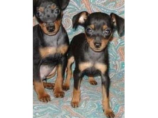 PoulaTo: Pinscher mini καθαρόαιμα επιλογής