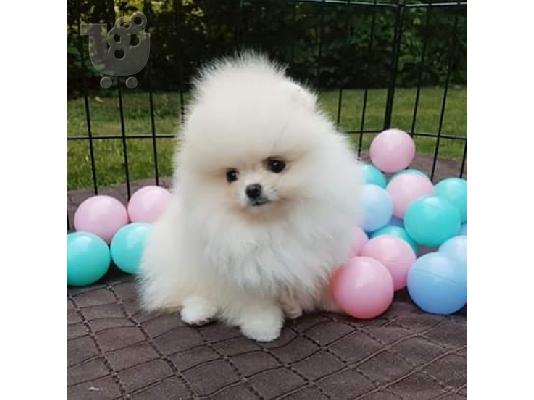 PoulaTo: Όμορφα κουτάβια Pomerania