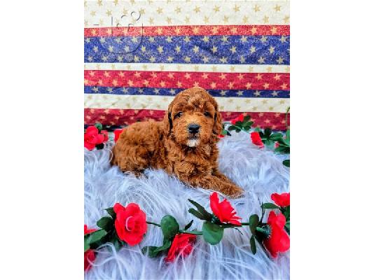 PoulaTo: Φλιτζάνι τσαγιού Toy Poodle Pups έτοιμα για νέο σπίτι