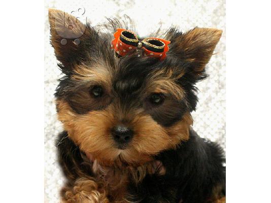 PoulaTo: Υπέροχες κουτάβια Yorkie