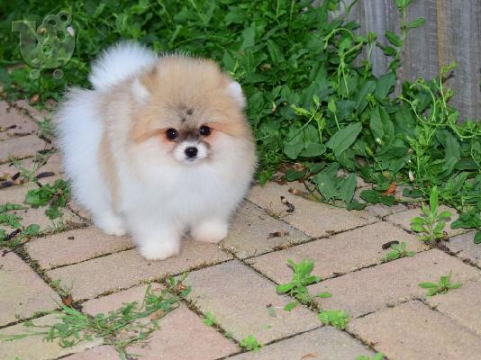 όμορφα Pomeranian Puppies προς πώληση