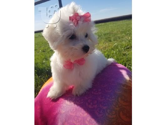 Maltese