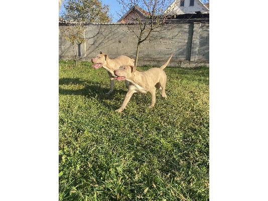 Αμερικανικό Pitbull Terrier και Εξωτικό Γαλλικό Μπουλντόγκ κουτάβια προς πώληση...