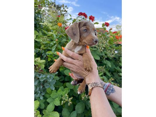 Νάνος Dachshund εξωτικά χρώματα
