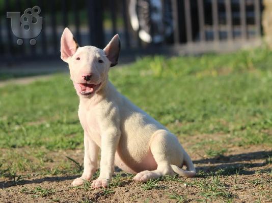 Standard Bull Terrier κουτάβια