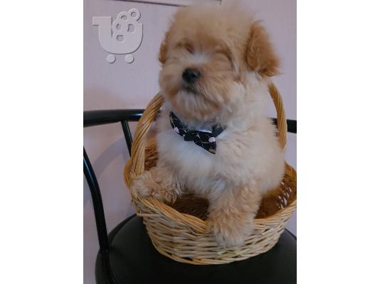 Maltipoo κουτάβια