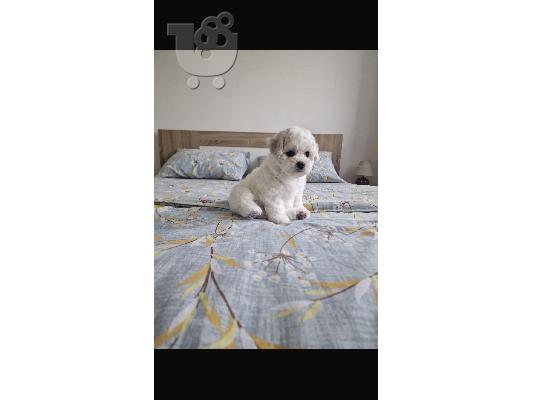 Bichon Frize κουτάβια