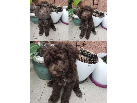 PoulaTo: Lagotto Romagnolo szczenięta na sprzedaż