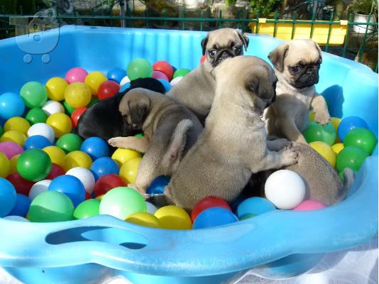 PoulaTo: Ειδικά μικρά Pug κουτάβια