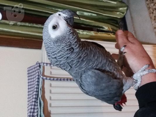 PoulaTo: Zako