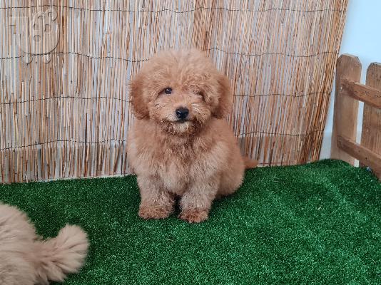 PoulaTo: Poodle apricot mini - Κανίς βερυκοκί μίνι