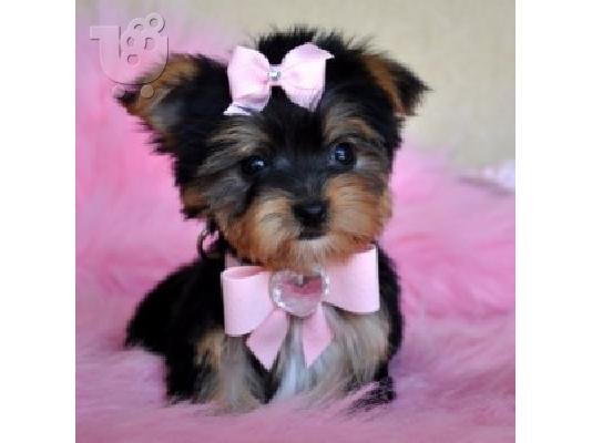 φοβερό κουτάβια Yorkie