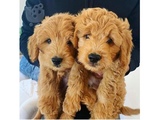 Όμορφα Poodles παιχνιδιών