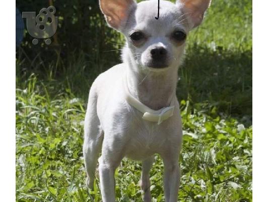Παιχνιδιάρικα κουτάβια τσαγιού Chihuahua προς πώληση