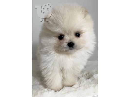 Pomeranian (BOO), καθαρόαιμο, νάνος (παιχνίδι)