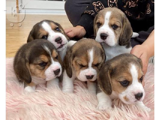 Εδώ παρουσιάζουμε τα υπέροχα κουτάβια Beagle μας έτοιμα να ξαναστήσουν,...