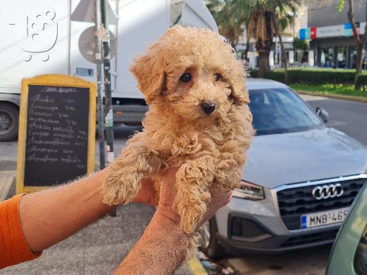 PoulaTo: Poodle apricot toy - Κανίς βερυκοκί τόι