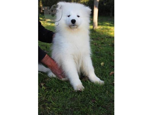 Samoyed όμορφο κουτάβι