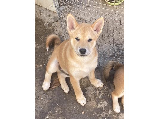 Shiba inu κουτάβια
