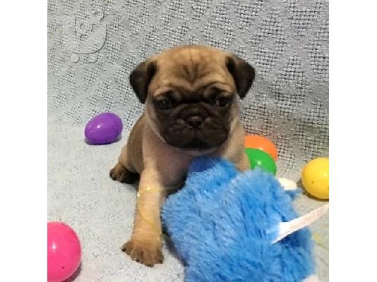 PoulaTo: γλυκά κουτάβια Pug προς πώληση