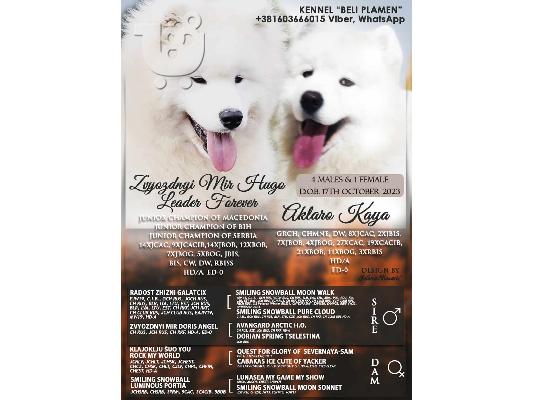 PoulaTo: Samoyed κουτάβια