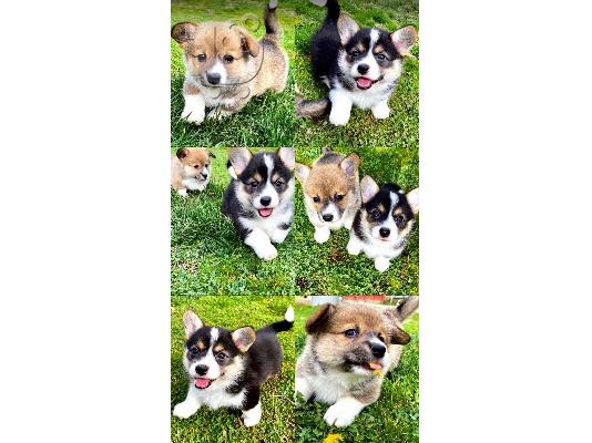 PoulaTo: Welsh Corgi - Pembroke κουτάβια