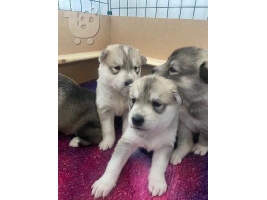 PoulaTo: Κουτάβια Malamute της Αλάσκας