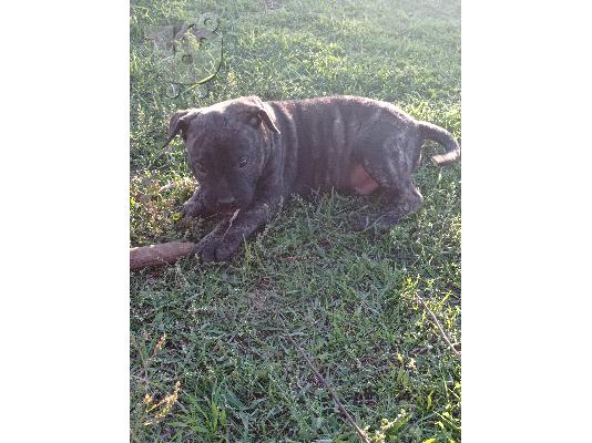 Presa canario τηλ.6974664477