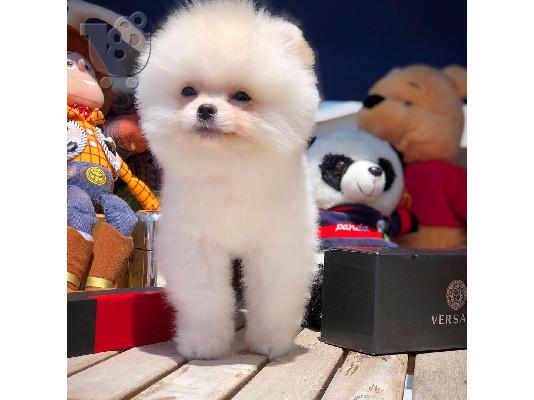 PoulaTo: Γλυκά μικρά Pomeranian κουτάβια