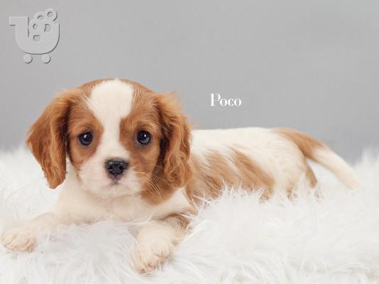 Καταπληκτικό Cavalier King Charles Spaniel κουτάβια