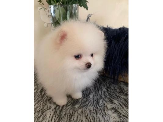 Pomeranian ψάχνει για ένα νέο σπίτι, Pomeranian traži novi dom,