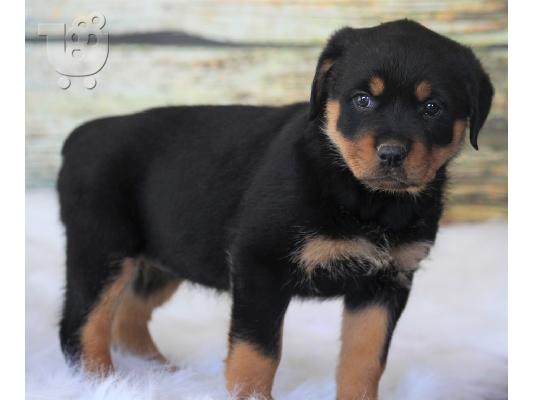 PoulaTo: Γλυκό και παιχνιδιάρικο Rottweiler για υιοθεσία