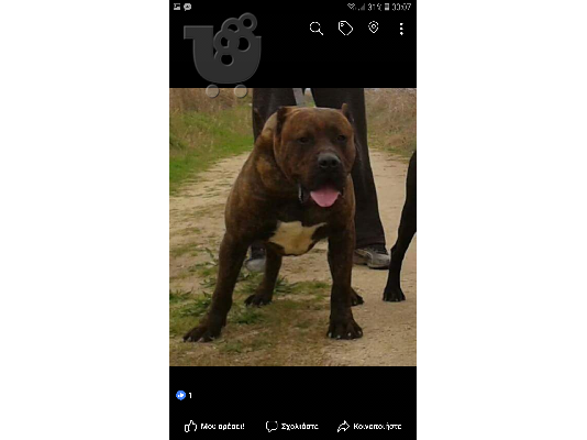 Puppies presa canario