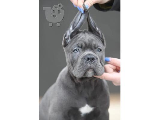 PoulaTo: Cane Corso κουτάβια