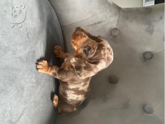 PoulaTo: AKC Dachshunds