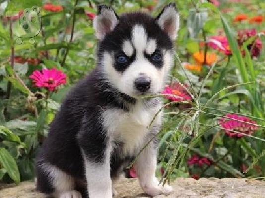 Όμορφα κουτάβια σιβηρίας Husky