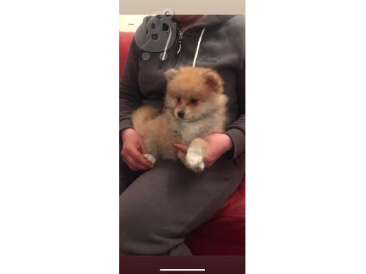 PoulaTo: Pomeranian for adoption contact me via email (helenajonesa222@gmail.com) or whats app (1 321-