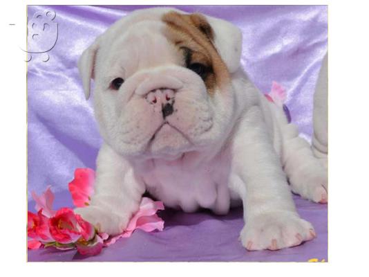 english bulldog for adoption
