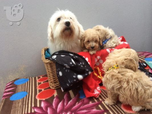 PoulaTo: Maltipoo Pups έτοιμα τώρα