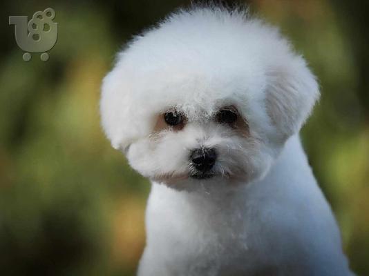 Bichon Frize αρσενικό κουτάβι