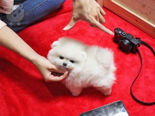 Pomeranian μικροσκοπική spitz.