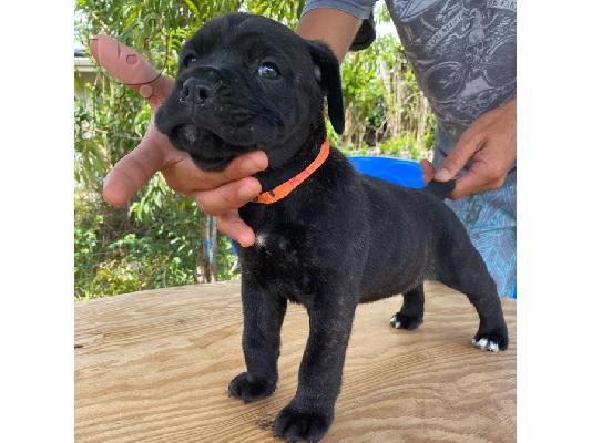 PoulaTo: Κουτάβια Cane Corso