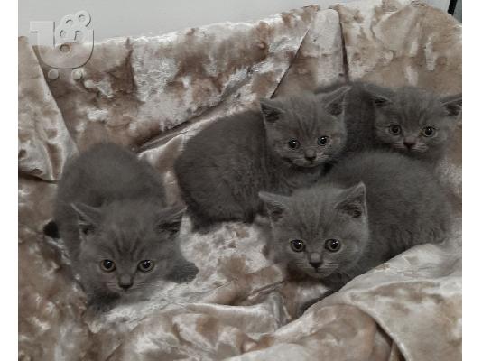 Καταχωρήθηκε το όμορφο shorthair Kitten Gccf
