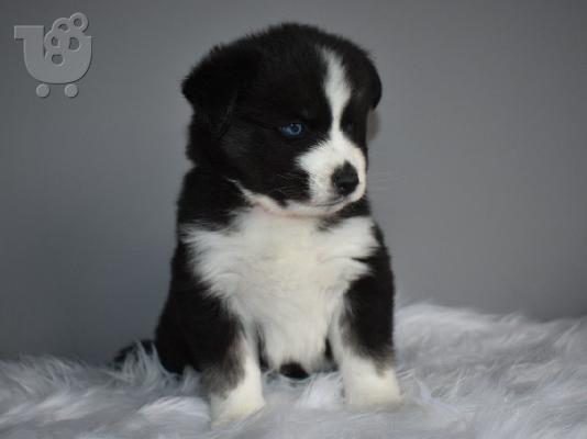 Zapanjujući psići Pomsky kontaktirajte me putem (whatsapp 32460219218) ili (viber 23767957...