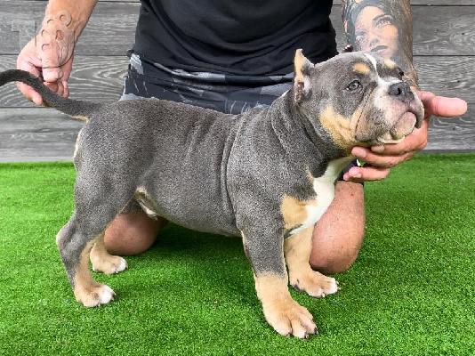 American Bully Pocket κουτάβια