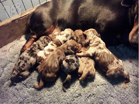 Μινιατούρα Dachshunds