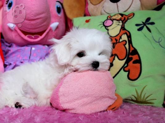 PoulaTo: Δύο Awesome T-Cup Pomeranian Puppies